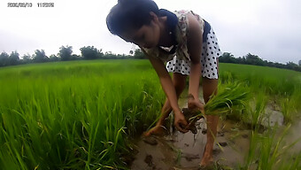 নটি এশিয়ান মেয়ে একটি রাইস প্যাডকে পড়ে।